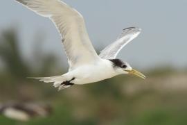 Rybitwa złotodzioba - Thalasseus bergii - Greater Crested Tern