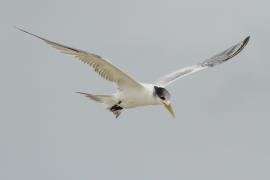Rybitwa złotodzioba - Thalasseus bergii - Greater Crested Tern