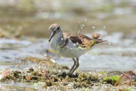 Brodziec piskliwy - Actitis hypoleucos - Common Sandpiper