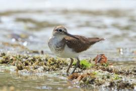 Brodziec piskliwy - Actitis hypoleucos - Common Sandpiper