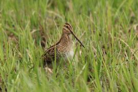 Kszyk - Gallinago gallinago - Common Snipe