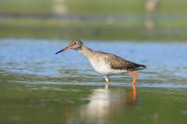 Krwawodziób - Tringa totanus - Common Redshank