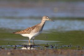 Łęczak - Tringa glareola - Wood Sandpiper