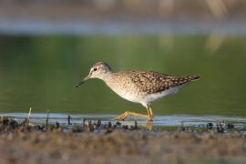 Łęczak - Tringa glareola - Wood Sandpiper
