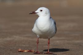 Mewa przylądkowa - Chroicocephalus hartlaubii - Hartlaub's Gull