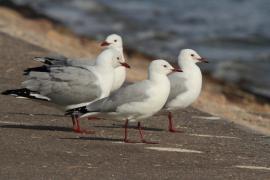 Mewa przylądkowa - Chroicocephalus hartlaubii - Hartlaub's Gull