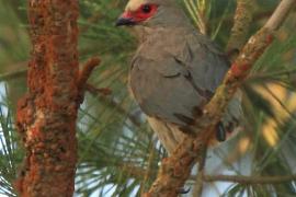 Czepiga czerwonolica - Urocolius indicus - Red-faced Mousebird