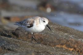 Piaskowiec - Calidris alba - Sanderling