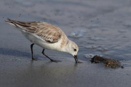 Piaskowiec - Calidris alba - Sanderling