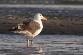Mewa południowa - Larus dominicanus - Kelp Gull