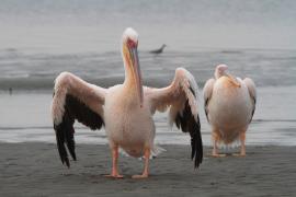 Pelikan różowy - Pelecanus onocrotalus - Great White Pelican