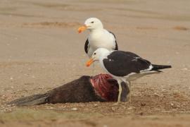 Mewa południowa - Larus dominicanus - Kelp Gull