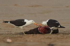 Mewa południowa - Larus dominicanus - Kelp Gull