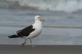 Mewa południowa - Larus dominicanus - Kelp Gull