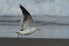 Mewa południowa - Larus dominicanus - Kelp Gull