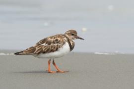 Kamusznik - Arenaria interpres - Ruddy Turnstone