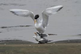 Rybitwa złotodzioba - Thalasseus bergii - Greater Crested Tern