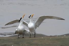 Rybitwa złotodzioba - Thalasseus bergii - Greater Crested Tern
