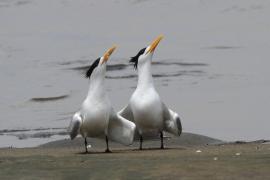 Rybitwa złotodzioba - Thalasseus bergii - Greater Crested Tern