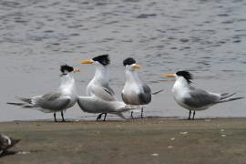 Rybitwa złotodzioba - Thalasseus bergii - Greater Crested Tern