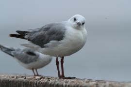 Mewa przylądkowa - Chroicocephalus hartlaubii - Hartlaub's Gull