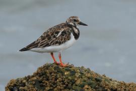 Kamusznik - Arenaria interpres - Ruddy Turnstone