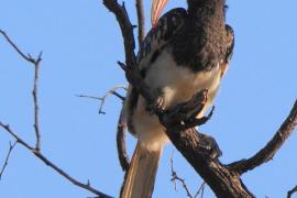 Toko plamoskrzydły - Tockus monteiri - Monteiro's Hornbill