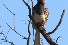Toko plamoskrzydły - Tockus monteiri - Monteiro's Hornbill