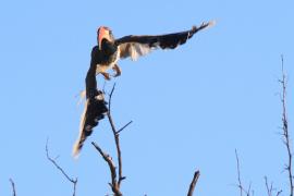 Toko plamoskrzydły - Tockus monteiri - Monteiro's Hornbill