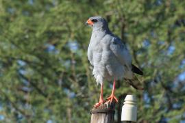 Jastrzębiak jasny - Melierax canorus - Pale Chanting Goshawk