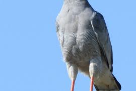 Jastrzębiak jasny - Melierax canorus - Pale Chanting Goshawk