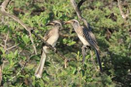 Toko nosaty - Lophoceros nasutus - African Grey Hornbill