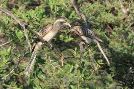 Toko nosaty - Lophoceros nasutus - African Grey Hornbill