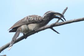 Toko nosaty - Lophoceros nasutus - African Grey Hornbill