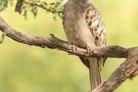 Toko nosaty - Lophoceros nasutus - African Grey Hornbill