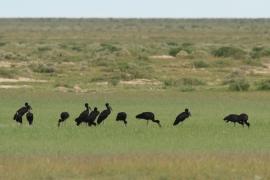 Kleszczak afrykański - Anastomus lamelligerus - African Openbill