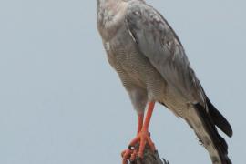 Jastrzębiak jasny - Melierax canorus - Pale Chanting Goshawk