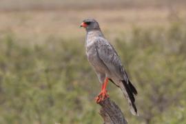 Jastrzębiak jasny - Melierax canorus - Pale Chanting Goshawk
