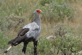 Sekretarz - Sagittarius serpentarius - Secretary-bird