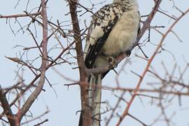 Toko namibijski - Tockus damarensis - Damara Hornbill