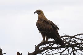 Orzeł sawannowy - Aquila rapax - Tawny Eagle