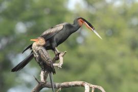 Wężówka afrykańska - Anhinga rufa - African Darter