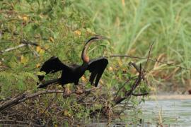 Wężówka afrykańska - Anhinga rufa - African Darter