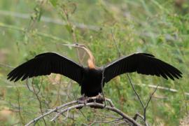 Wężówka afrykańska - Anhinga rufa - African Darter