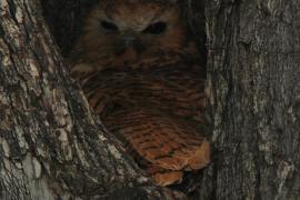 Rybiarka duża - Scotopelia peli - Pel's Fishing Owl