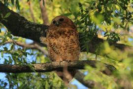 Rybiarka duża - Scotopelia peli - Pel's Fishing Owl