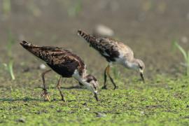 Batalion - Calidris pugnax - Ruff