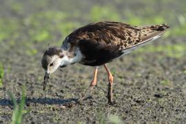 Batalion - Calidris pugnax - Ruff