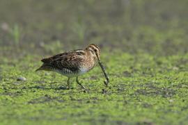 Kszyk - Gallinago gallinago - Common Snipe