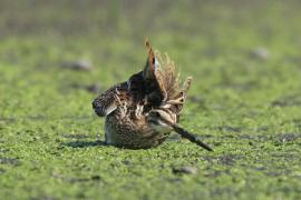 Kszyk - Gallinago gallinago - Common Snipe